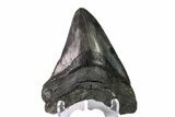Fossil Megalodon Tooth - South Carolina #151810-1